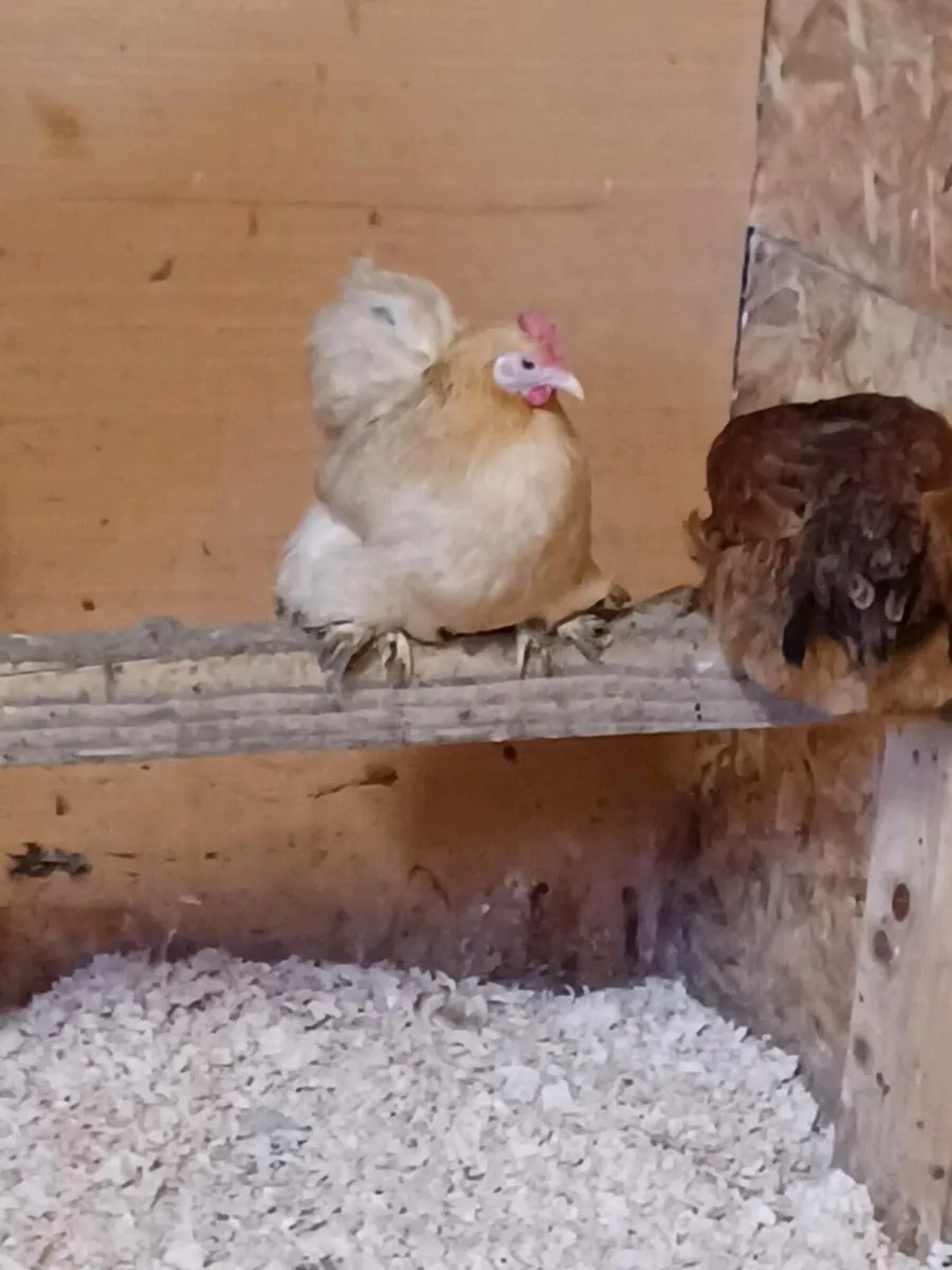 Hens,pullets,roosters