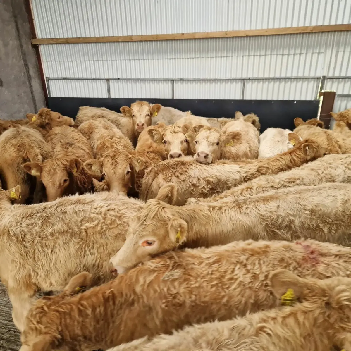 **Continental Heifers** - Image 2