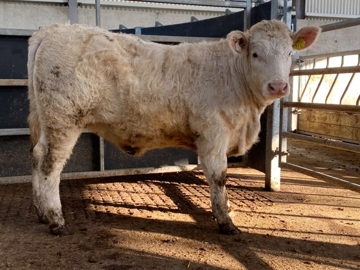 PB Charolais Heifer - Image 2
