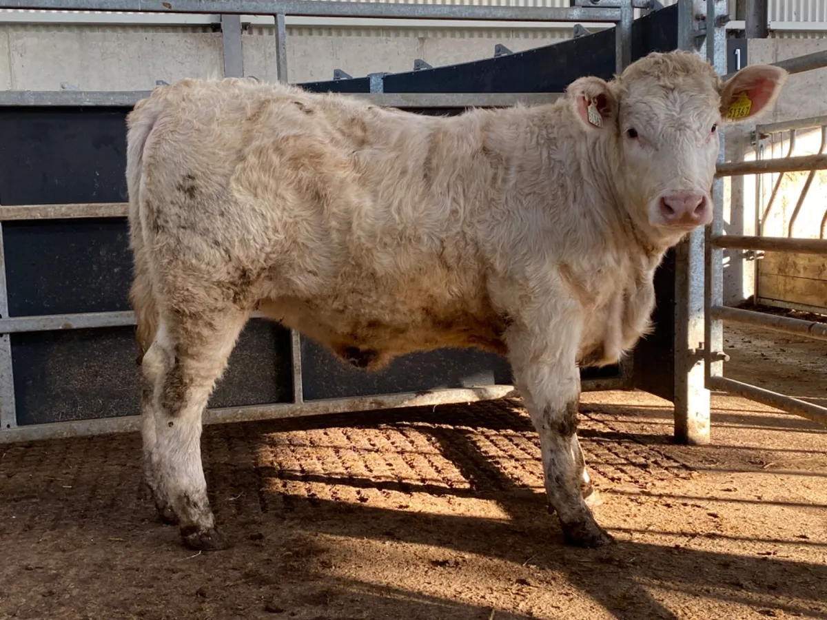PB Charolais Heifer - Image 1