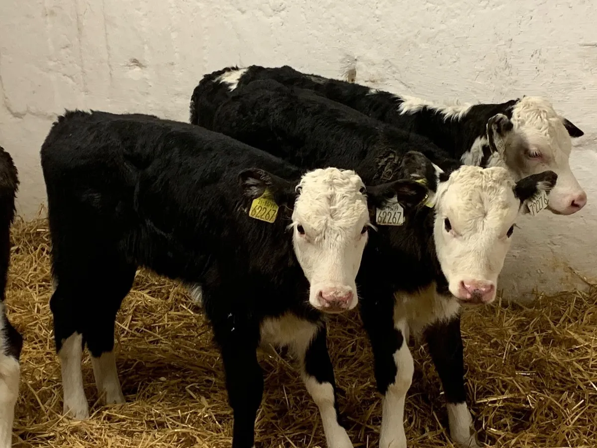 Hello Hereford Calves for Sale Near Me