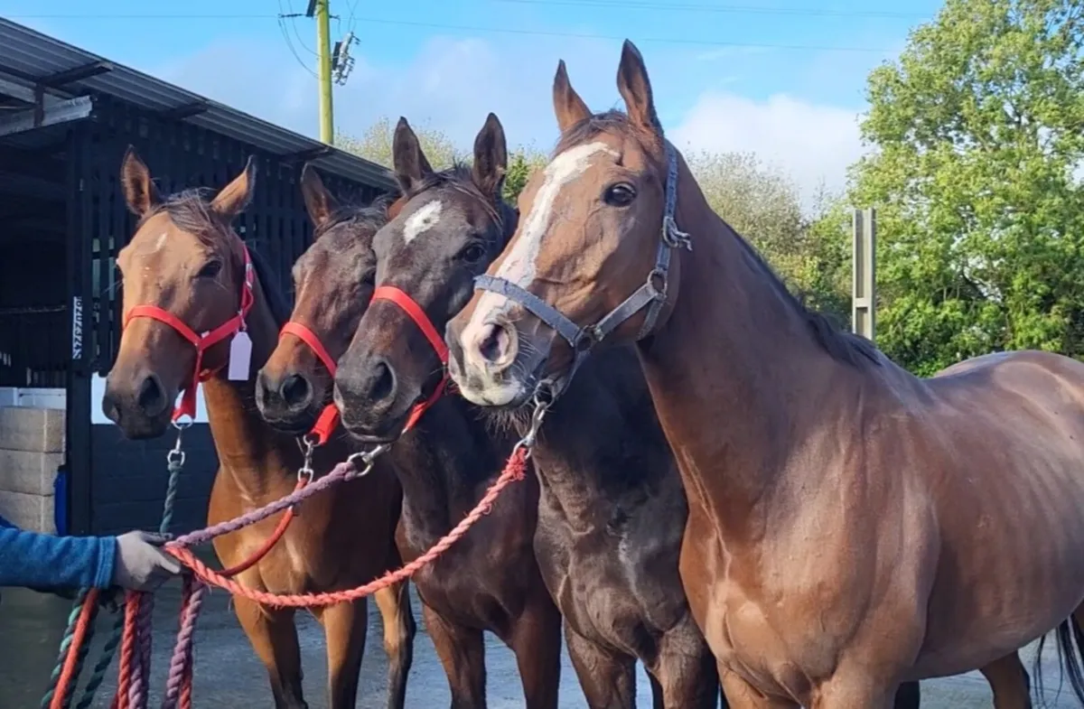 Horses wanted for sale in Co. Cork for €20 on DoneDeal