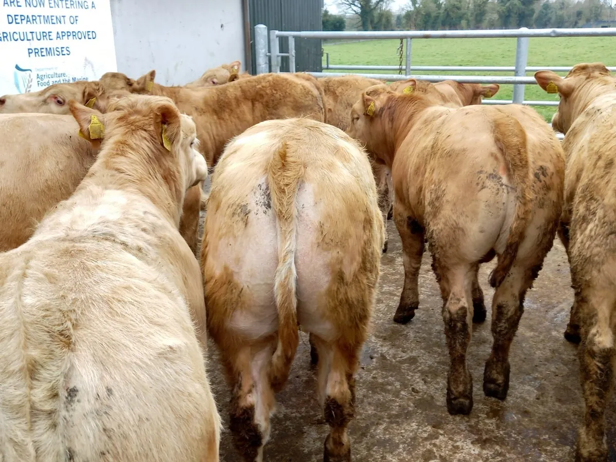 Charolais Bullocks - Image 1