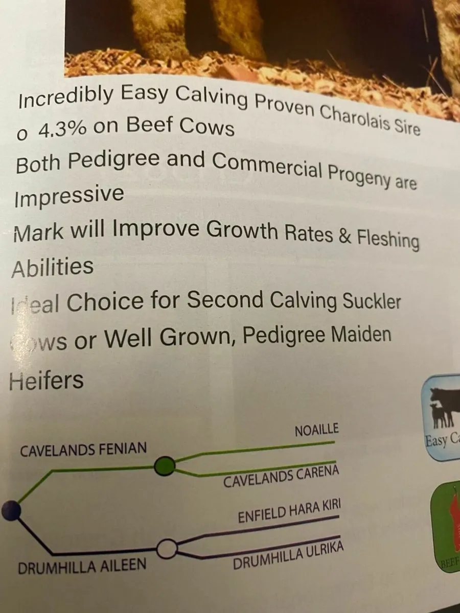 Pedigree Charolais Bulls - Image 3