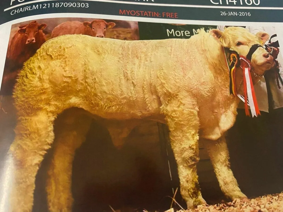 Pedigree Charolais Bulls