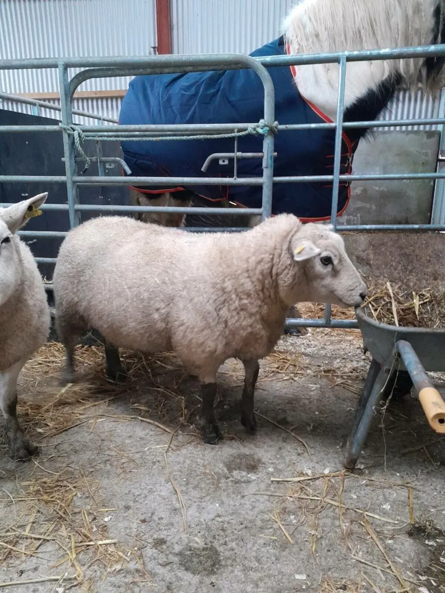 Sheep dogs hot sale done deal