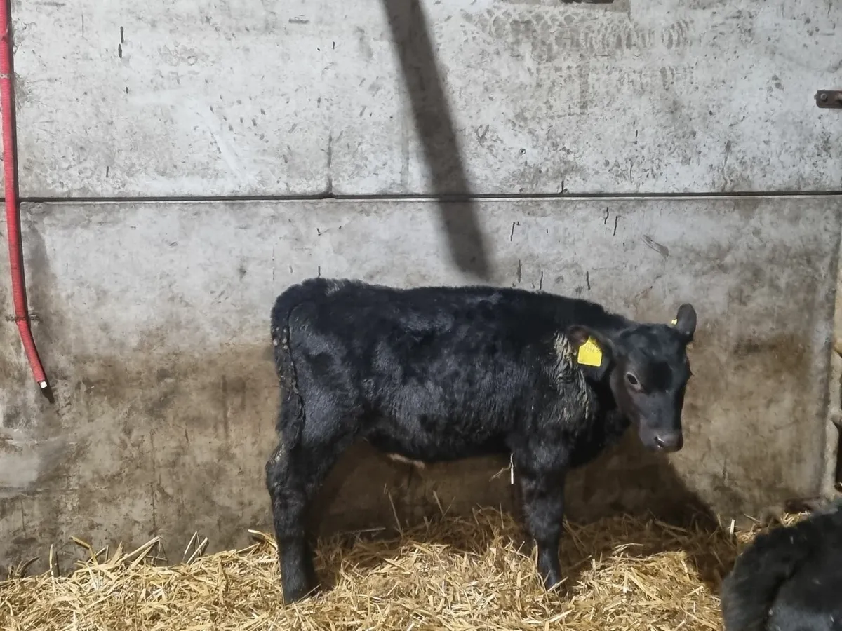 4 Reared AA bulls calves for sale for sale in Co. Down for £255 on DoneDeal