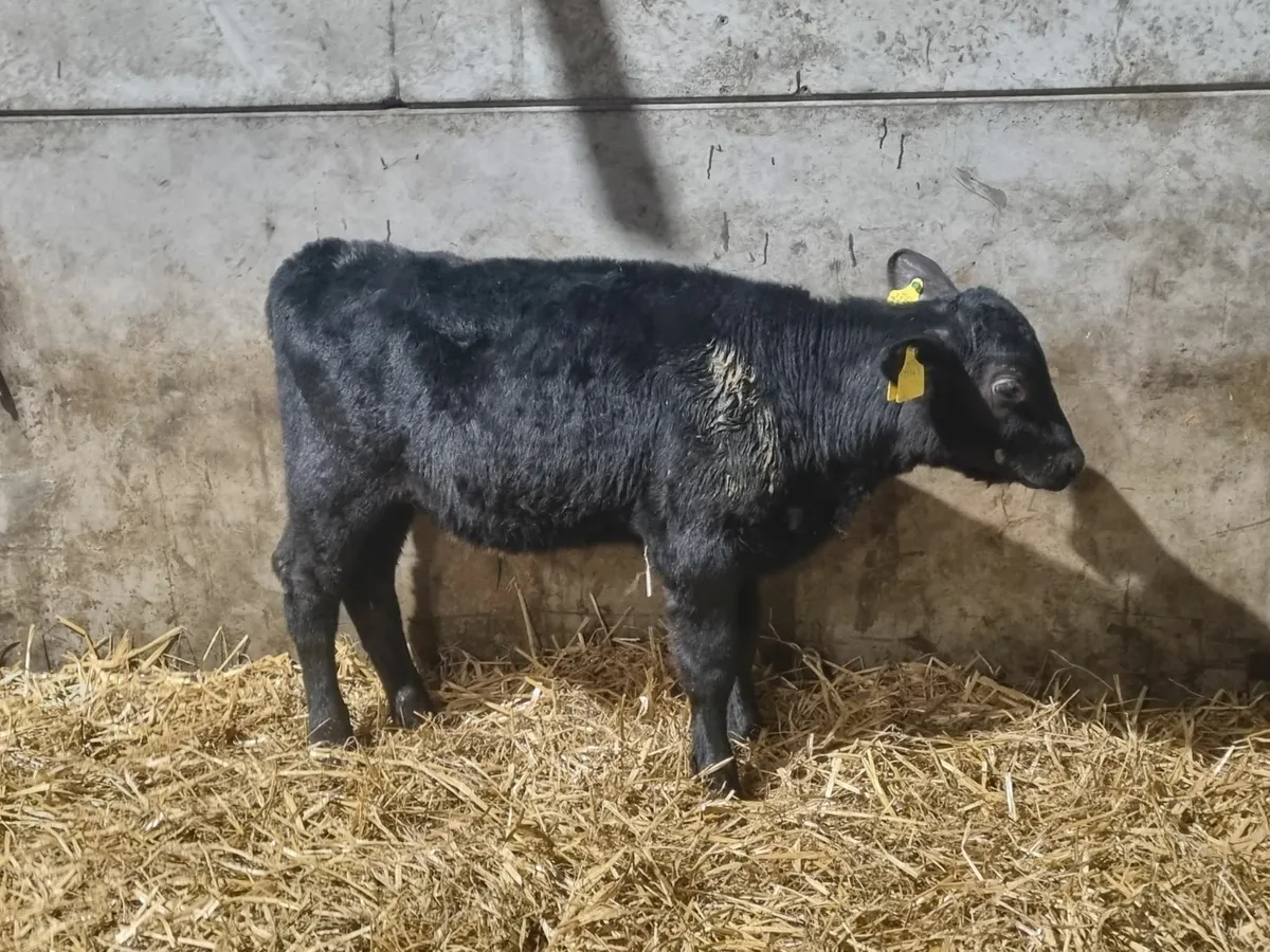 4 Reared AA bulls calves for sale for sale in Co. Down for £255 on DoneDeal
