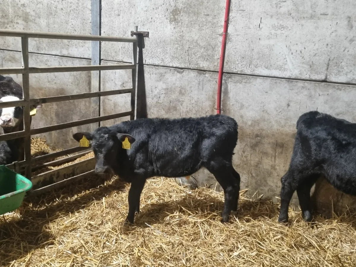 4 Reared AA bulls calves for sale for sale in Co. Down for £255 on DoneDeal