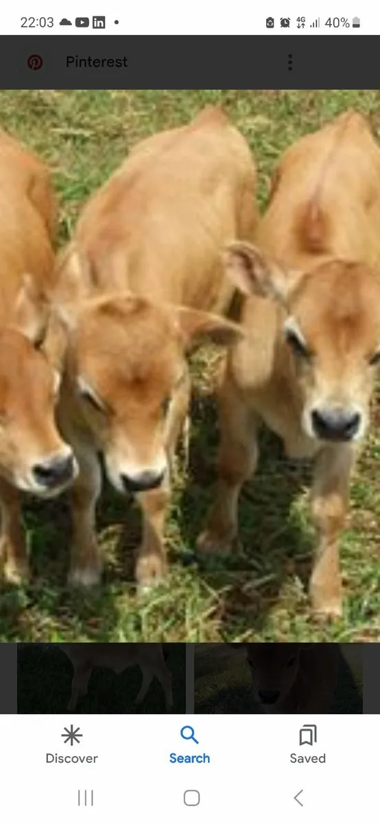Jersey calves for sale in Co. Wicklow for €1,234 on DoneDeal
