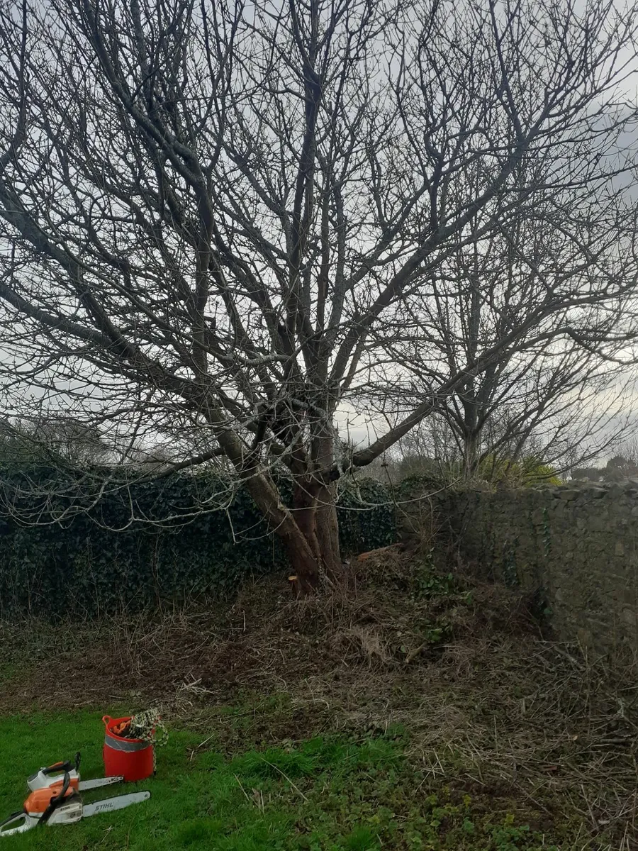 Hawthorn  Garden & Tree Surgeon Services - Image 4