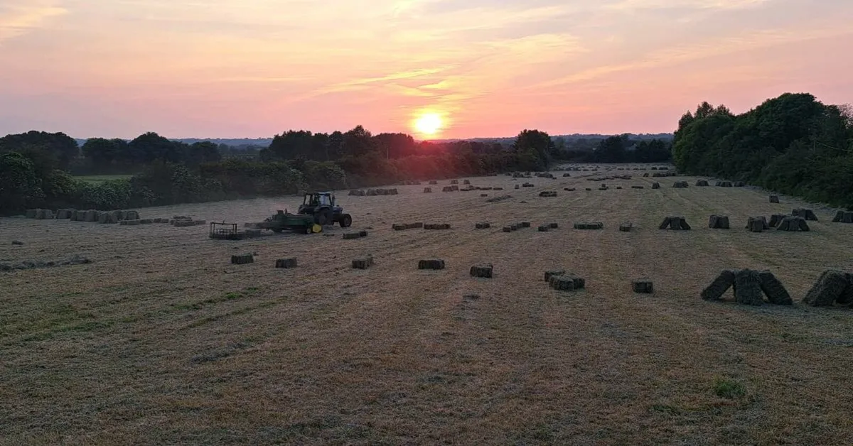 Small square bales of hay