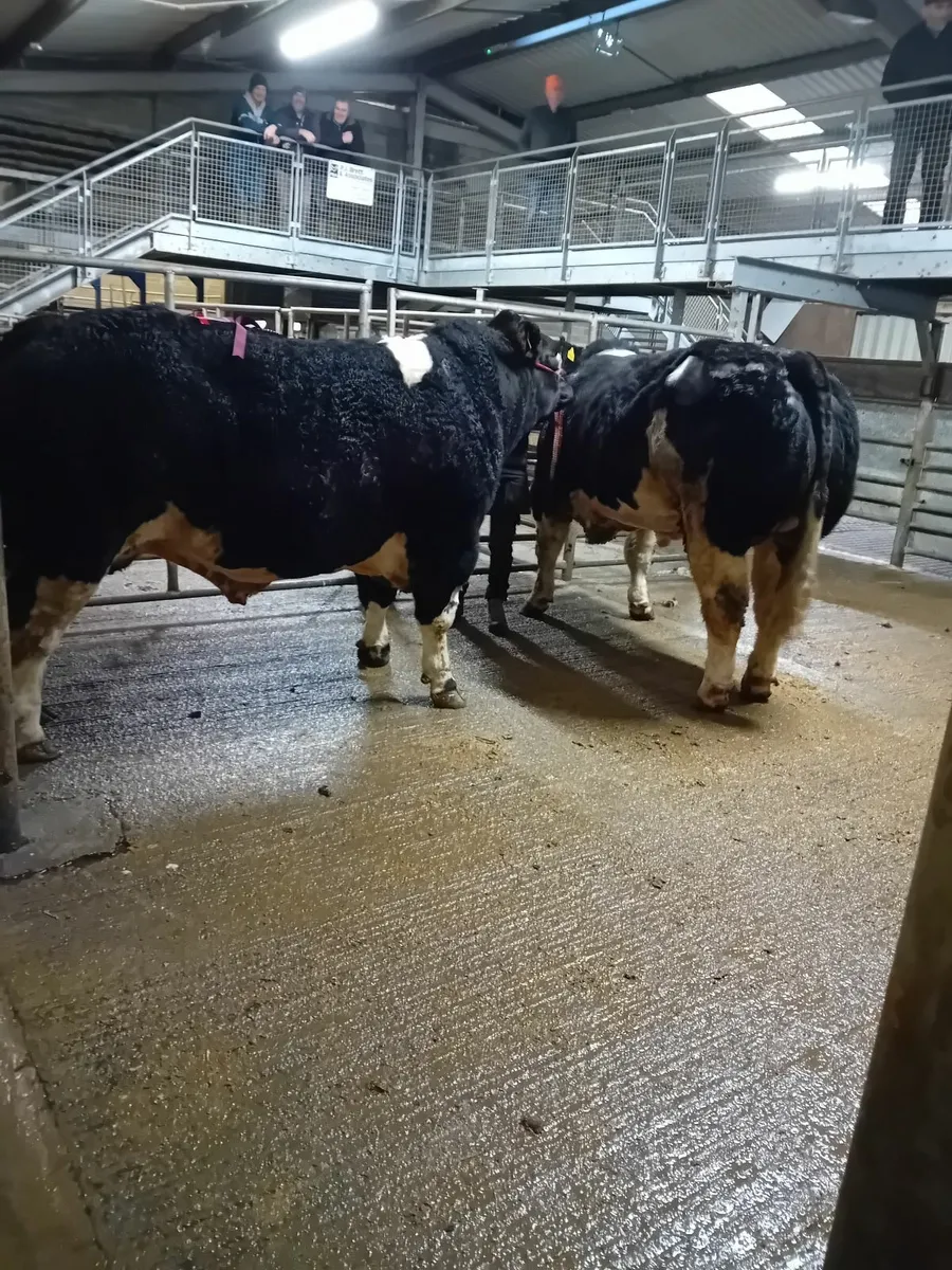 Purchasing all types of culls - Image 1