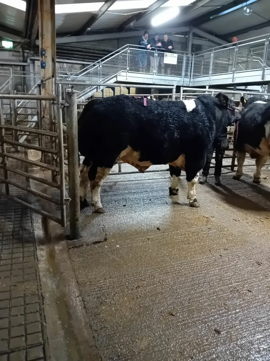 Purchasing all types of culls - Image 2