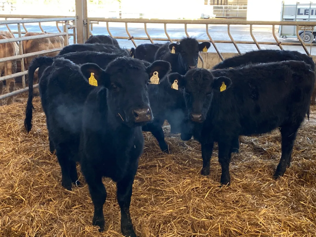 Angus Heifers - Image 4