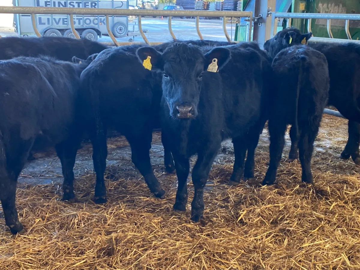 Angus Heifers - Image 1