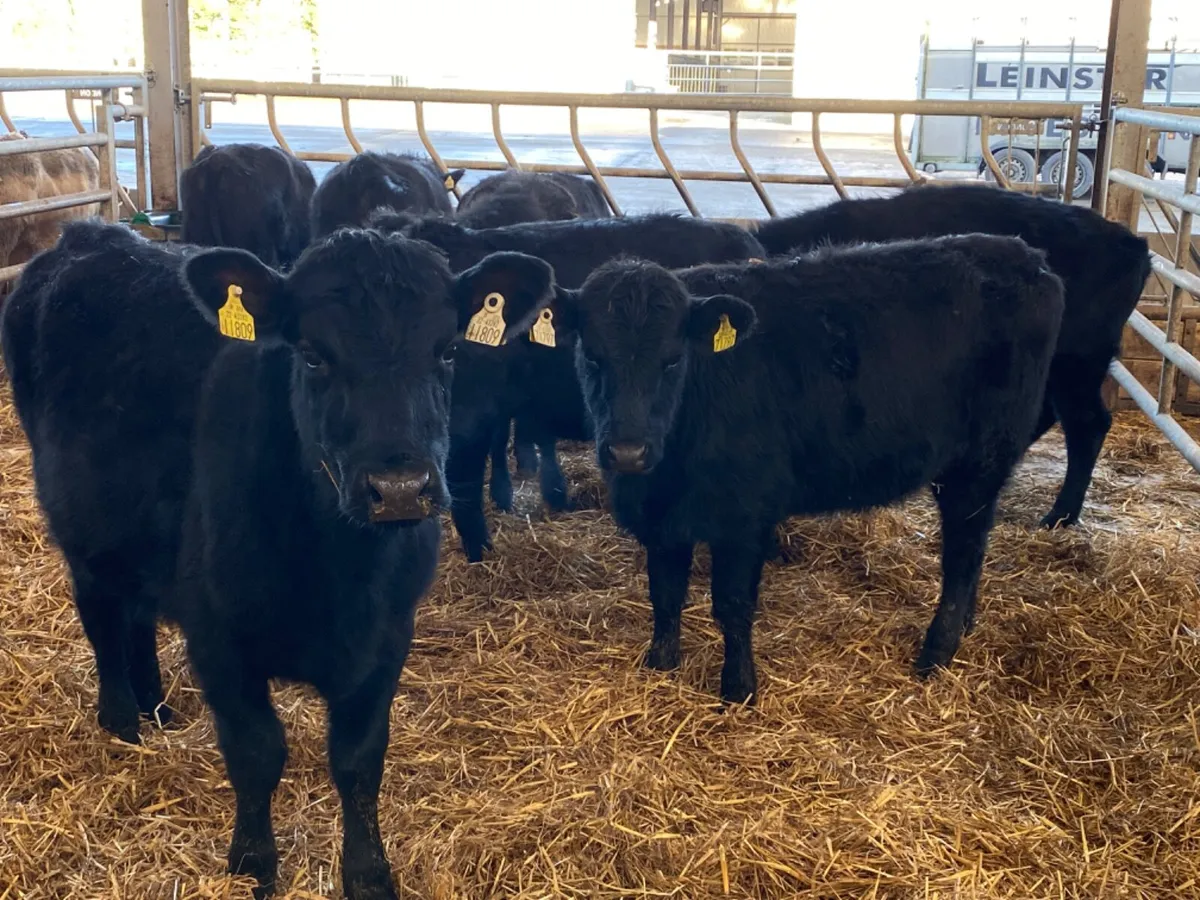 Angus Heifers - Image 3