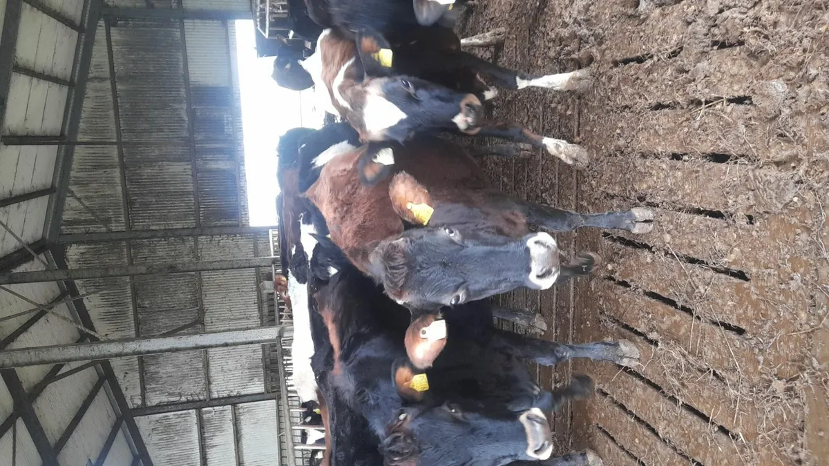 Incalf heifers & calved cows