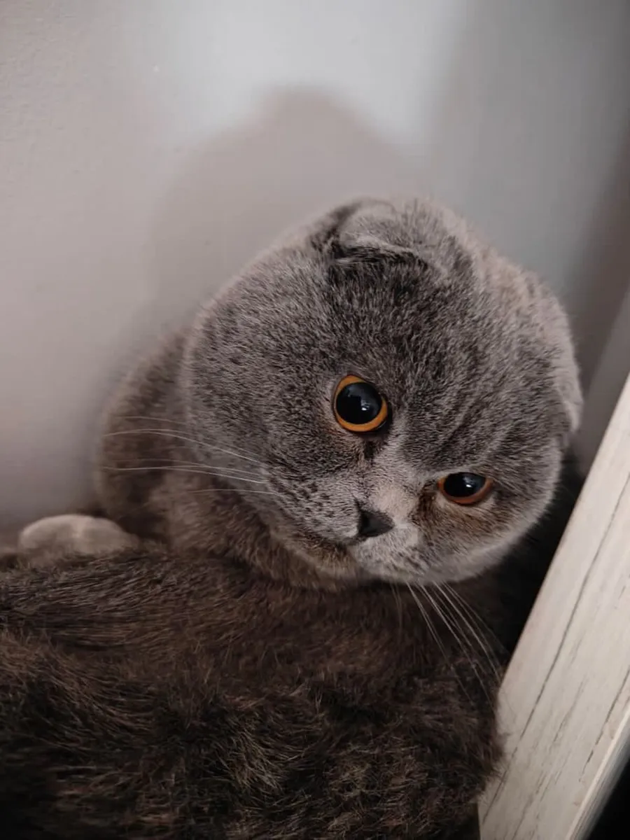 Done deal british store shorthair