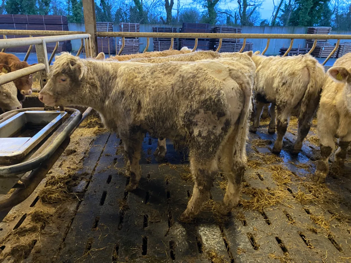 Charolais Bullocks - Image 3