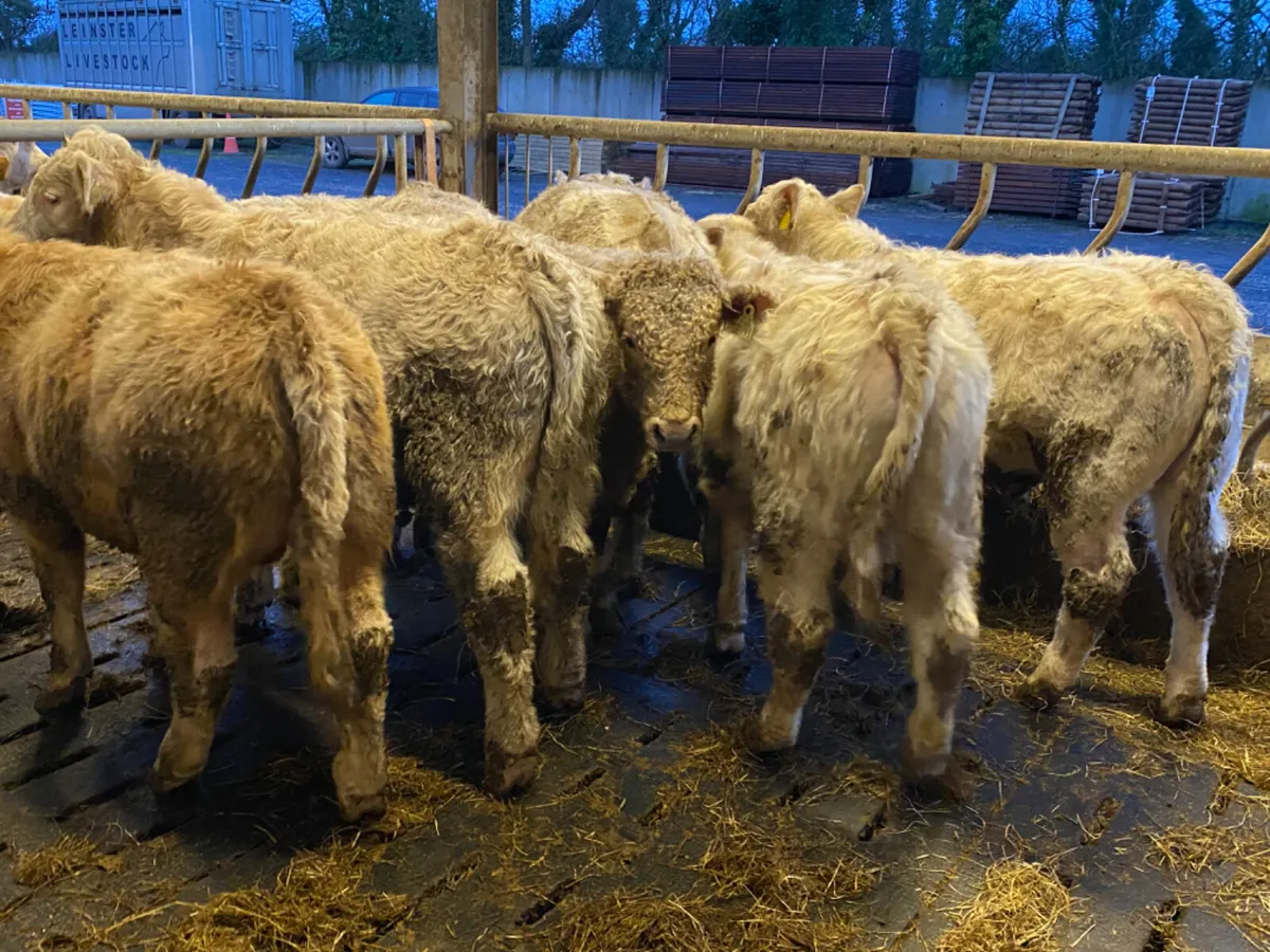 Charolais Bullocks - Image 2