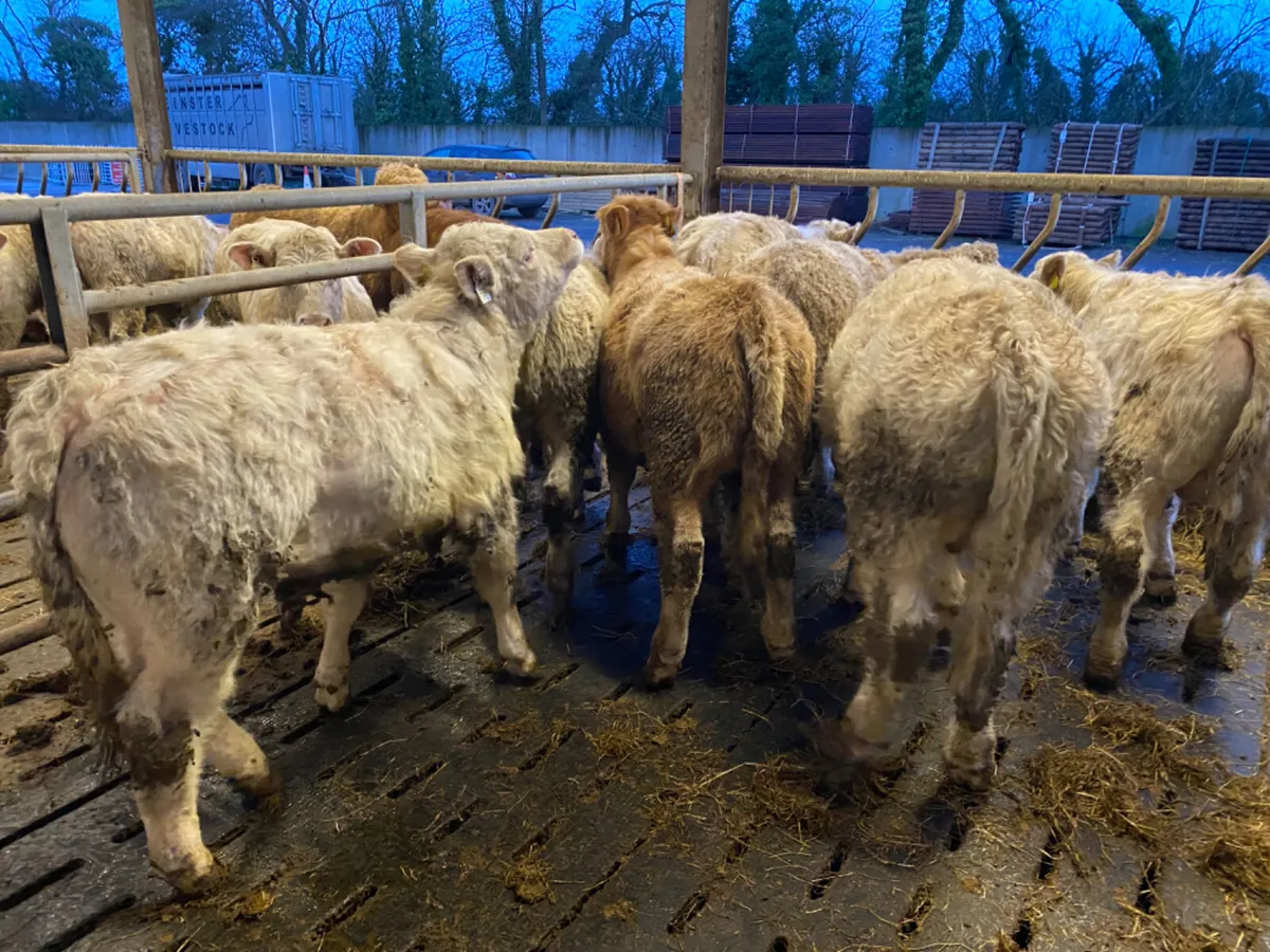 Charolais Bullocks