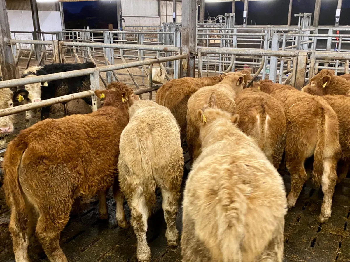 Quality Bullocks - Image 2