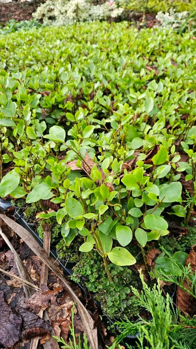 Griselina Hedging, one euro - Image 2