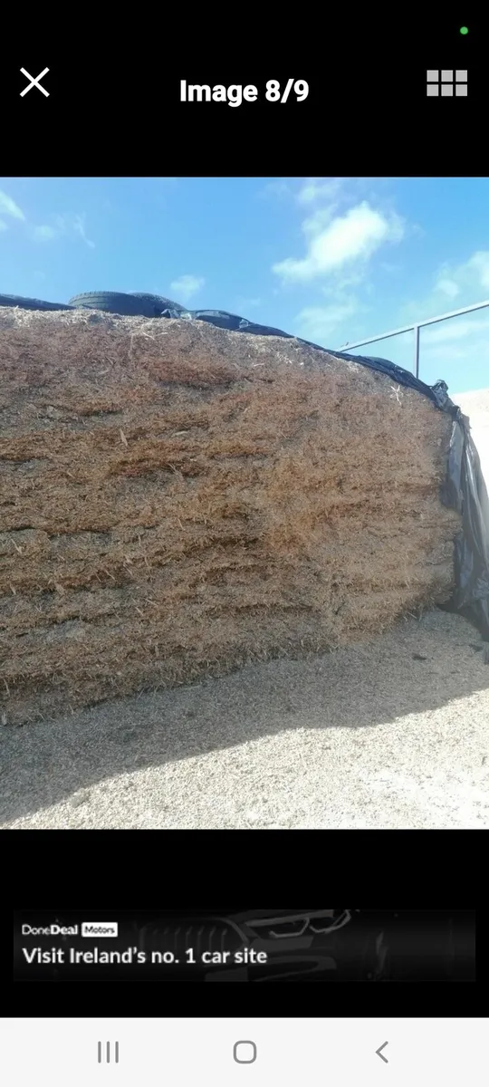 Maize silage for sale