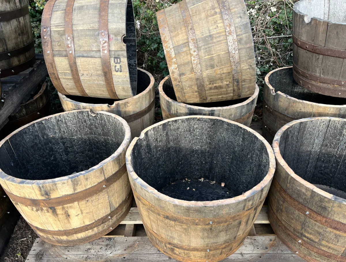 Oak barrel planters, large planters , full barrels - Image 2