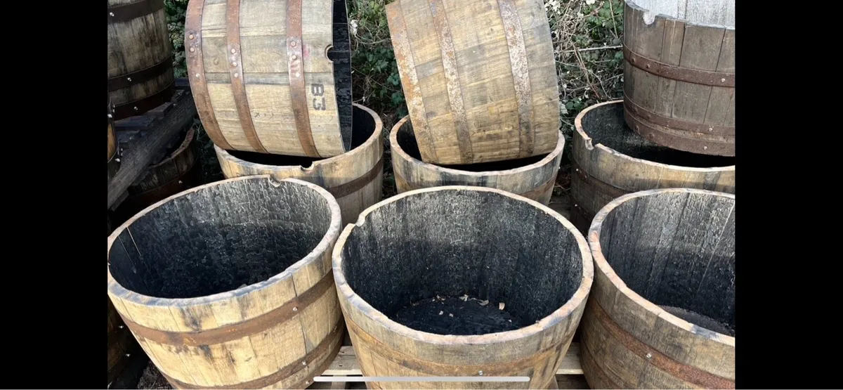 Oak barrel planters, large planters , full barrels - Image 3