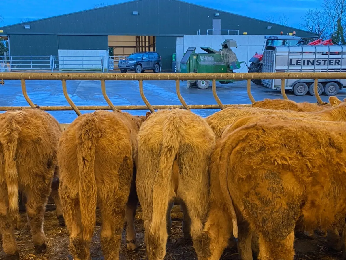 Fresh in Heifers - Image 3
