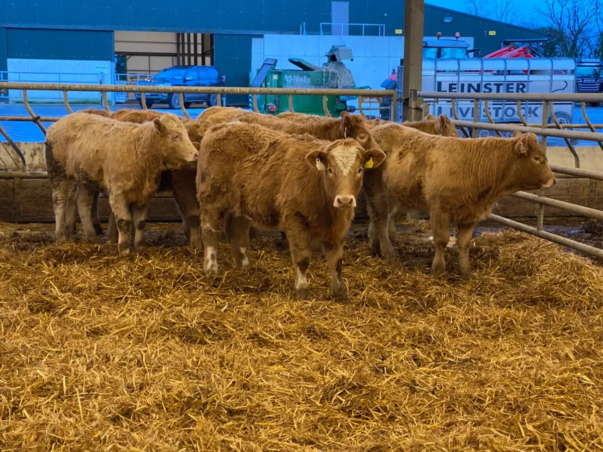 Fresh in Heifers - Image 4