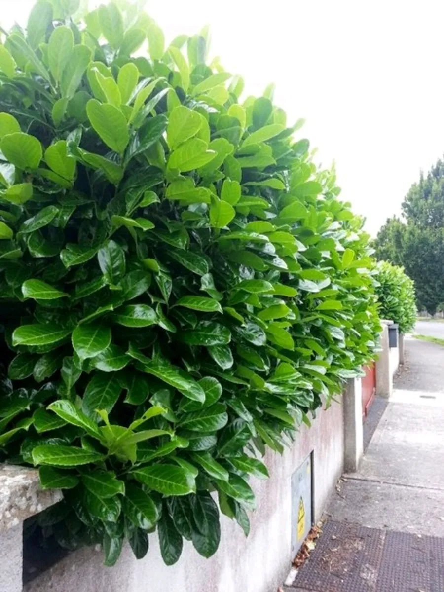 Laurel Hedging One Euro Potted