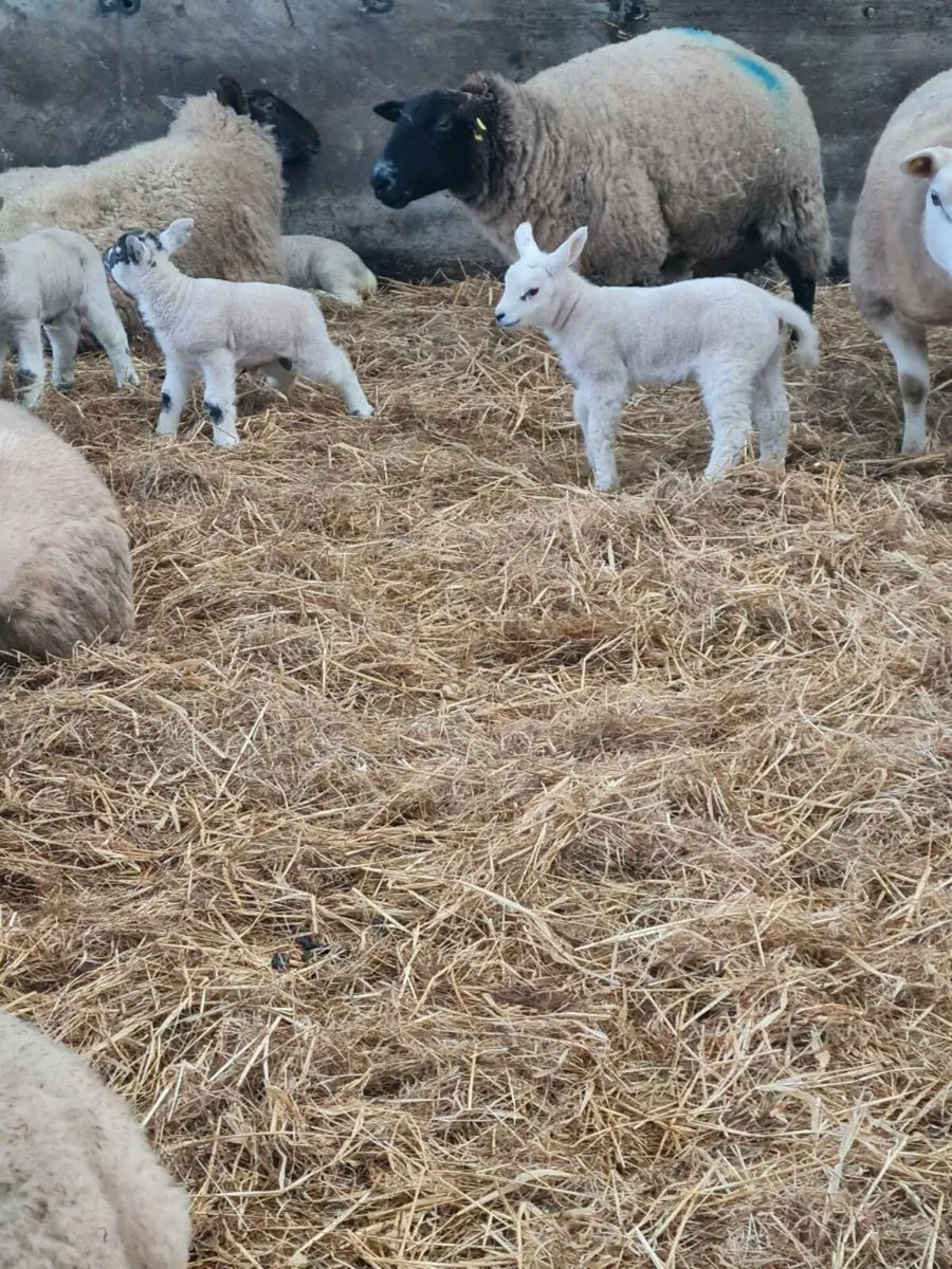 Pet lambs for sale in Co. Westmeath for €25 on DoneDeal
