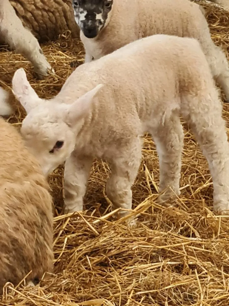 Pet lambs for sale in Co. Westmeath for €25 on DoneDeal