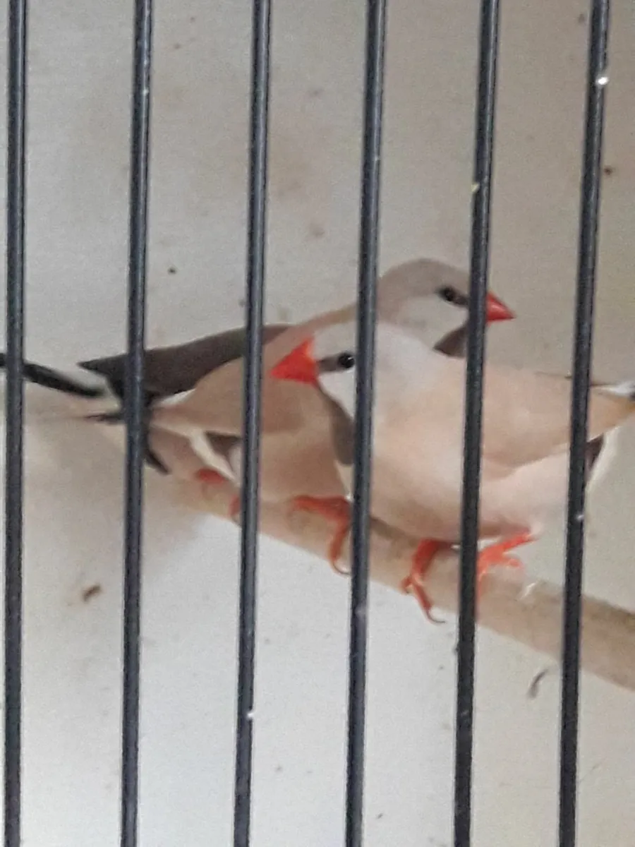 Birds / Cages . for sale in Co. Tipperary for €70 on DoneDeal