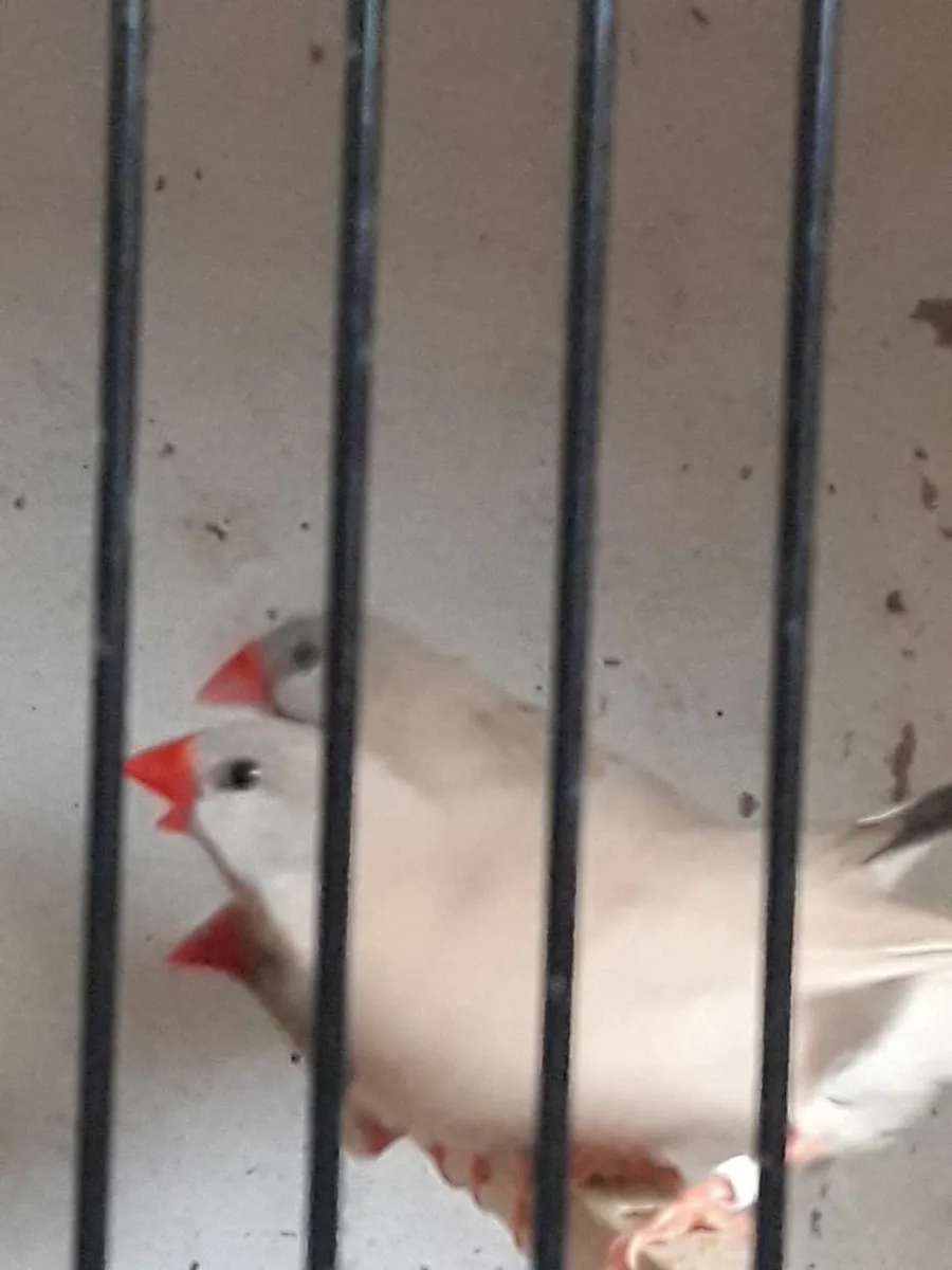 Birds / Cages . for sale in Co. Tipperary for €70 on DoneDeal