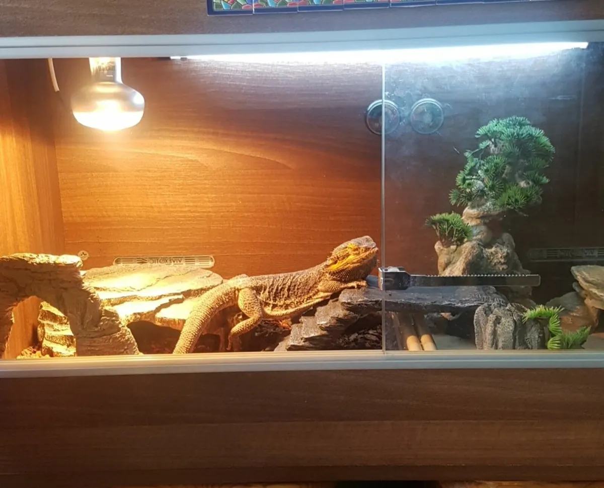 Reptile best sale vivarium accessories