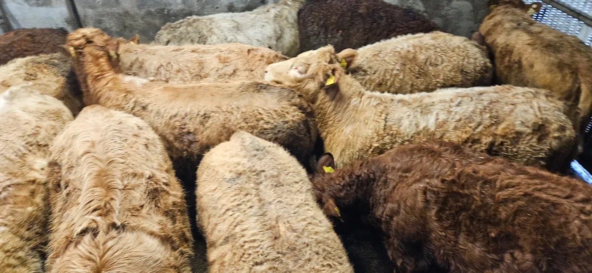 Exceptional Heifers. - Image 3