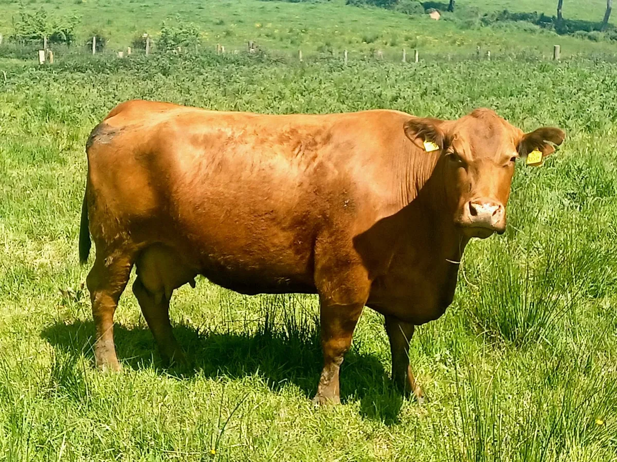 Pedigree incalf Red  Angus heifers & cows