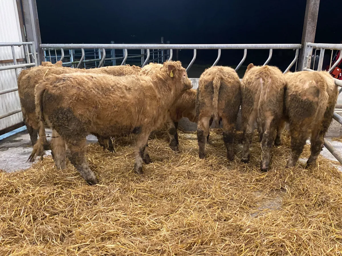 Fresh in Bullocks - Image 4