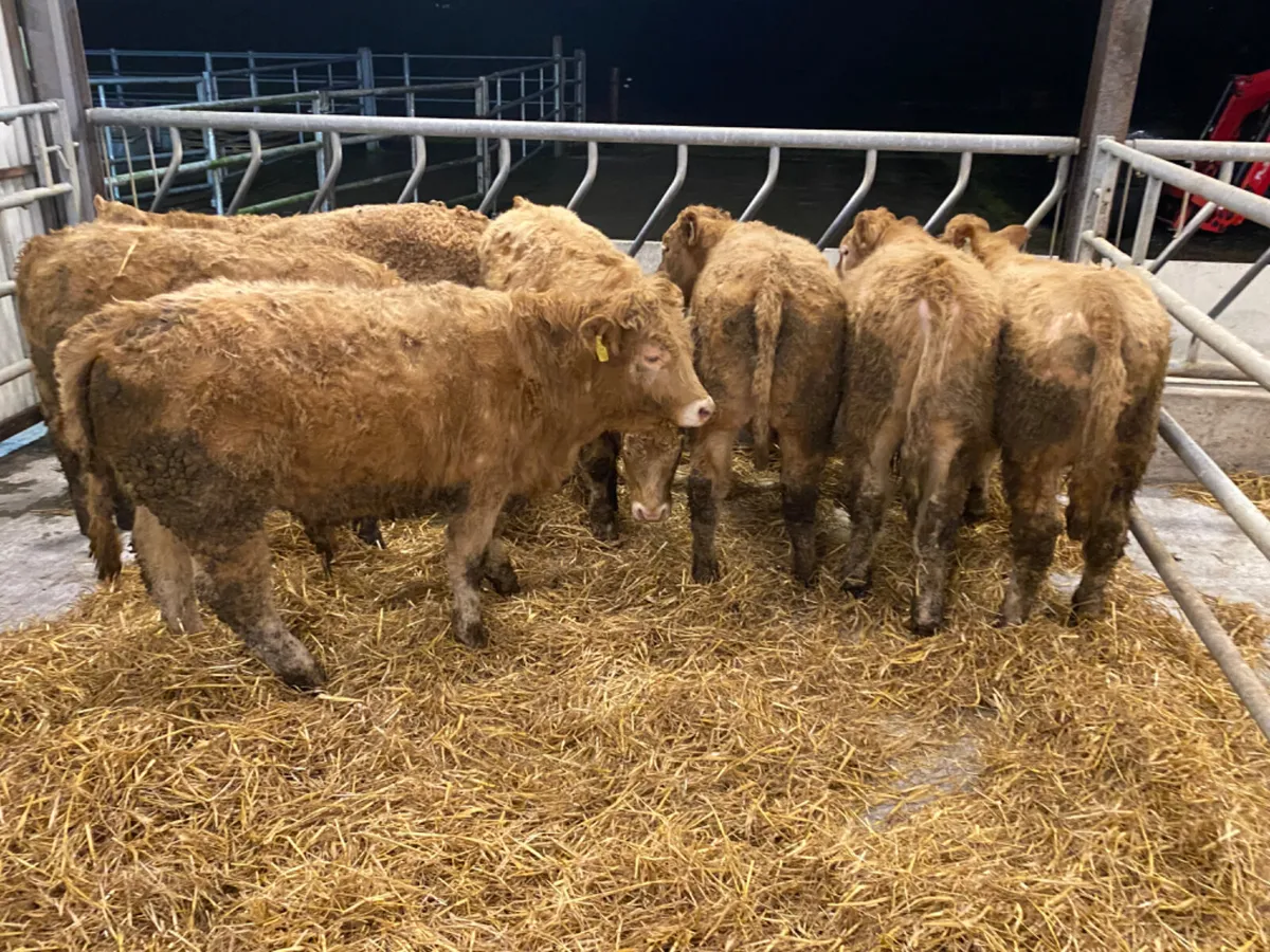 Fresh in Bullocks - Image 1