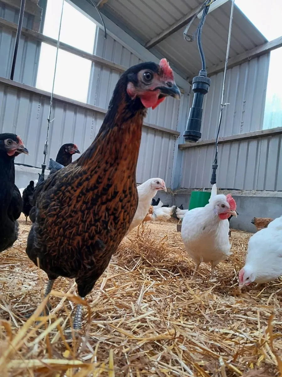 Fowl - Image 1