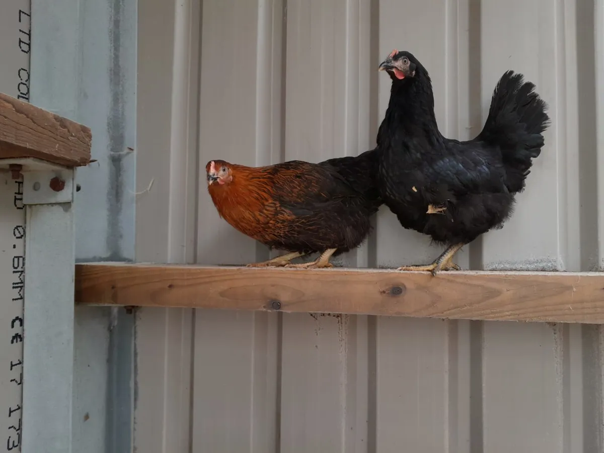 Pullets , Broilers  , Ducklings - Image 1