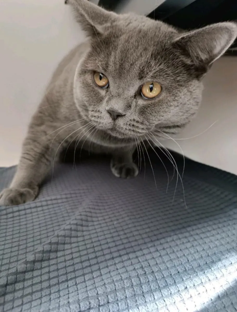 British shorthair cat white 2024 blue eyes for sale