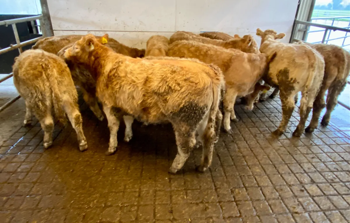 Golden CHX Heifers