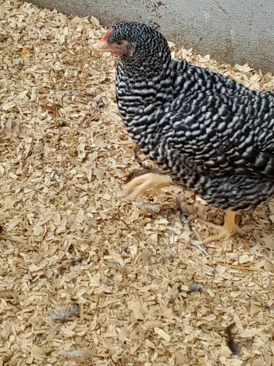 Poultry - Image 1