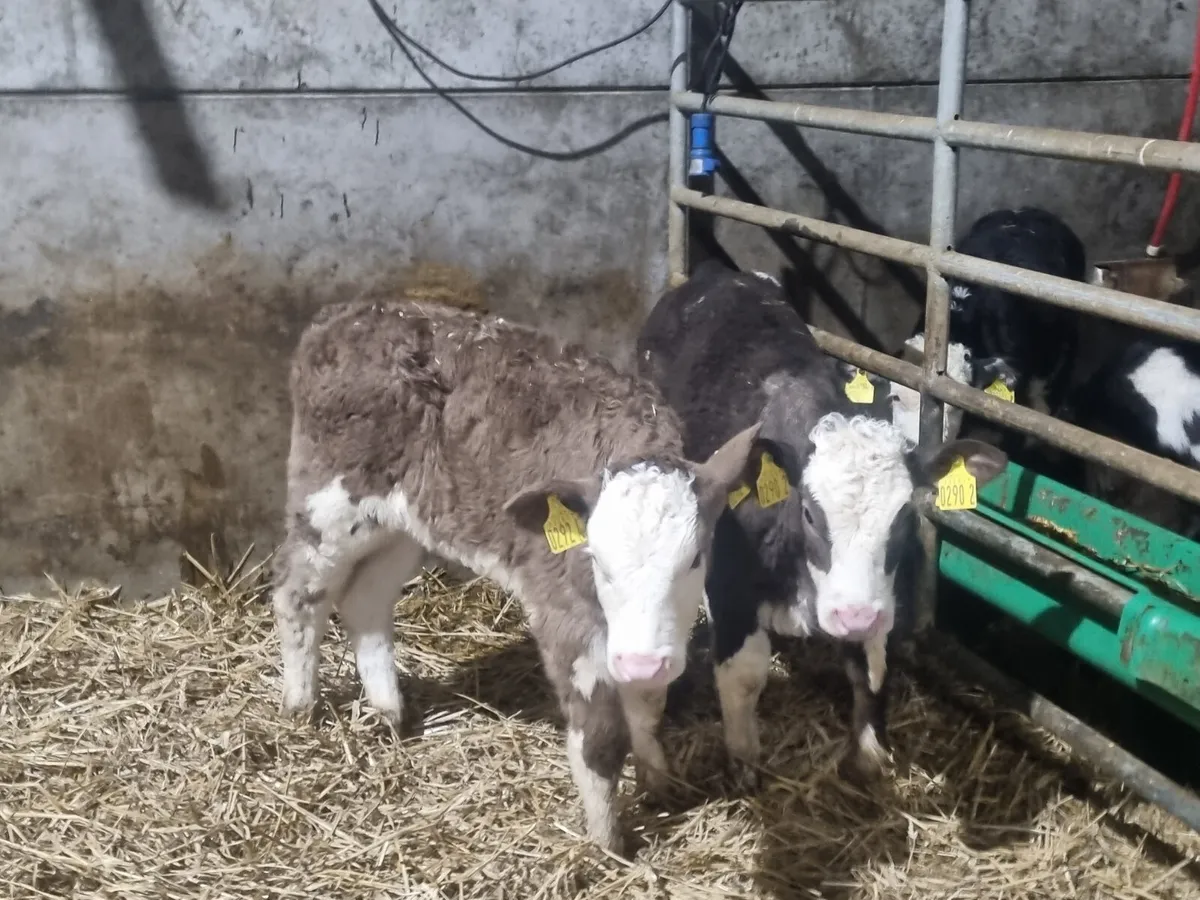2 sim heifers calves for sale for sale in Co. Down for £1 on DoneDeal