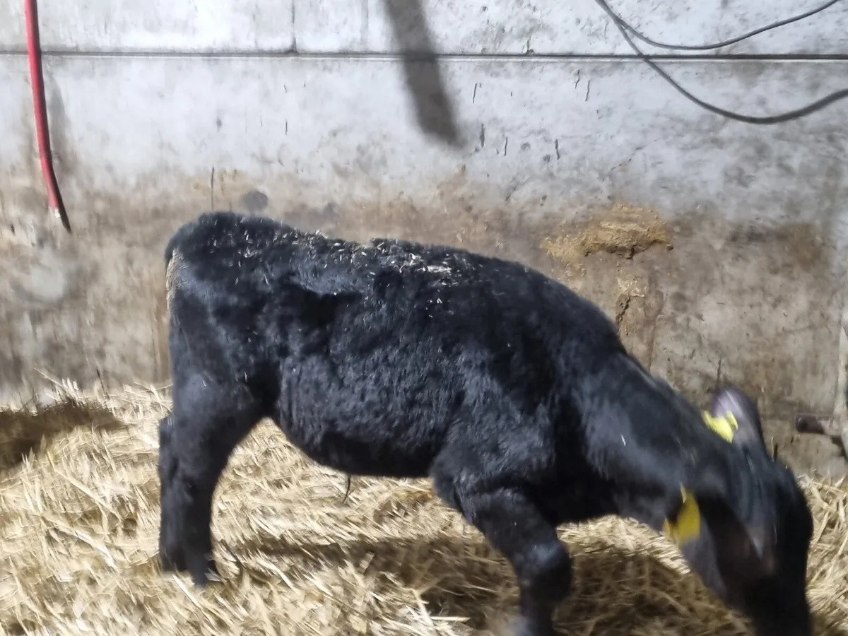 3 Reared AA bulls calves for sale for sale in Co. Down for £245 on DoneDeal